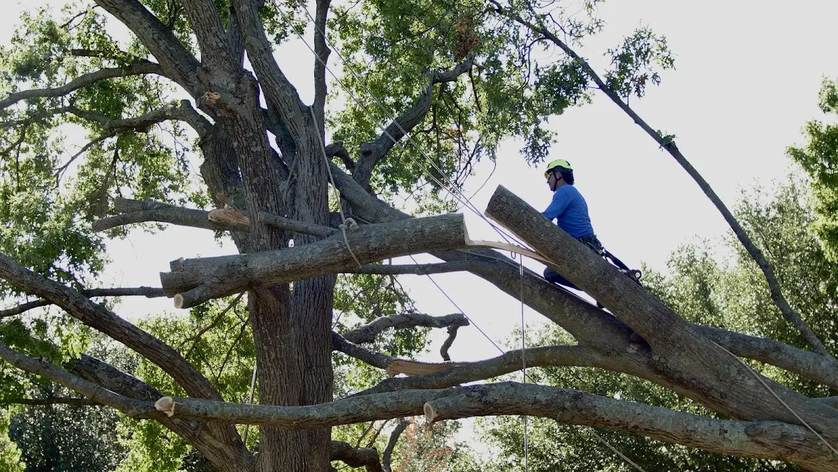 Professional Crown Thinning performed by certified arborists in York