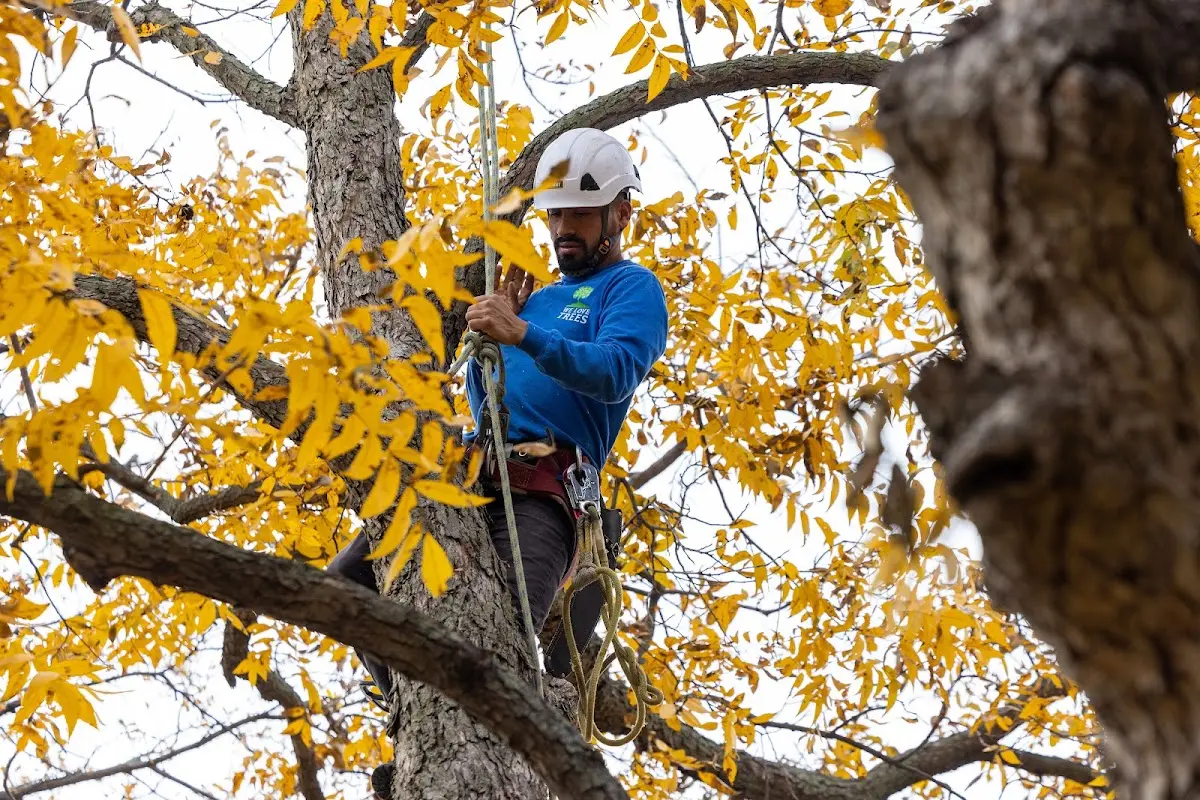 Skilled Tree Planing crew working in York